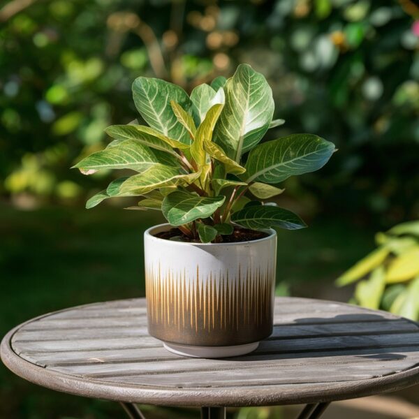 Neem Plant